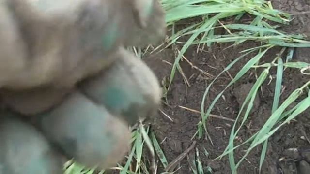 Коп по старине (часть 21)Коп на поле чудес. смотреть онлайн