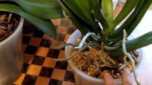 Орхидея ДИКИЙ КОТ. Варианты цветения Дикого кота. Цветущие орхидеи.