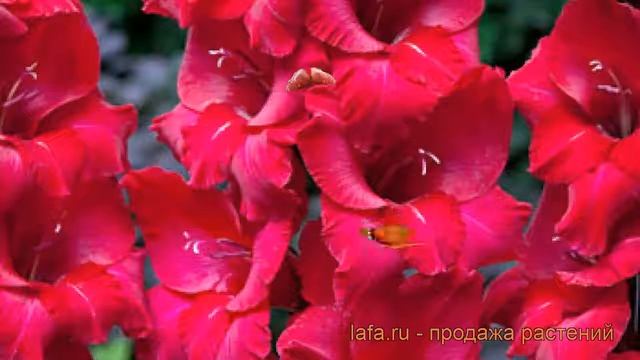 Гладиолус крупноцветковый Фест Блад (gladiolus) ? обзор: как сажать, рассада гладиолуса Фест Блад смотреть онлайн