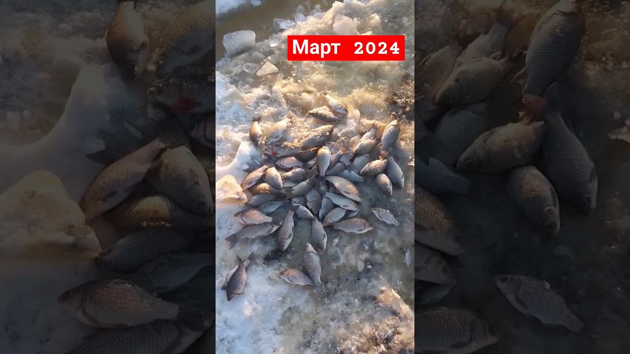 окончание зимней рыбалки на тягу. март 2024 смотреть онлайн