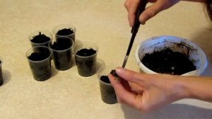 Как собрать семена из клубники.