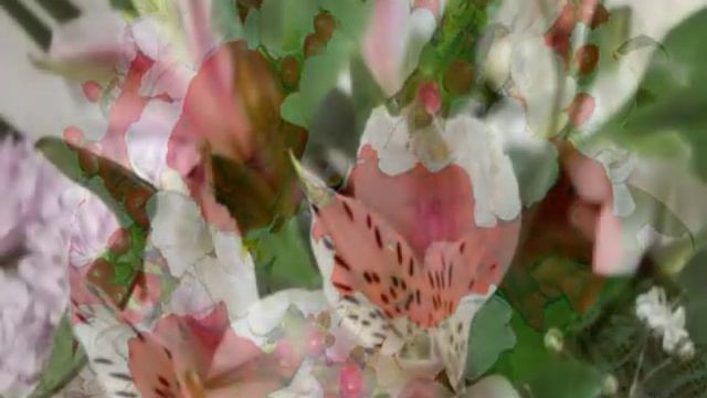 Цветок альстромерия смотреть онлайн