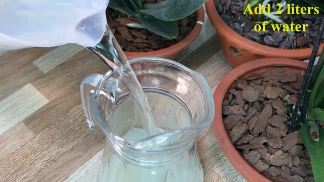 Just 1 Spoon! Anthurium Grows 500 Times Faster And Blooms All Year Round смотреть онлайн