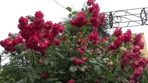 Rosa ´Paul´s Scarlet Climber´