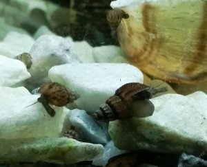 Как избавиться от улиток катушек, меланий в аквариуме!  Ловим улиток катушек на капустный лист!