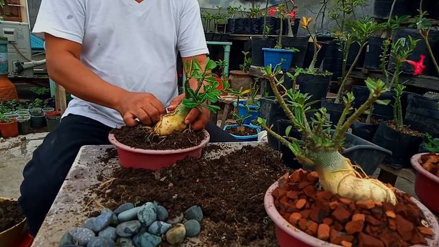 ADENIUM BONSAI TRICKS AND HACKS (TAGALOG VERSION) 2020 смотреть онлайн