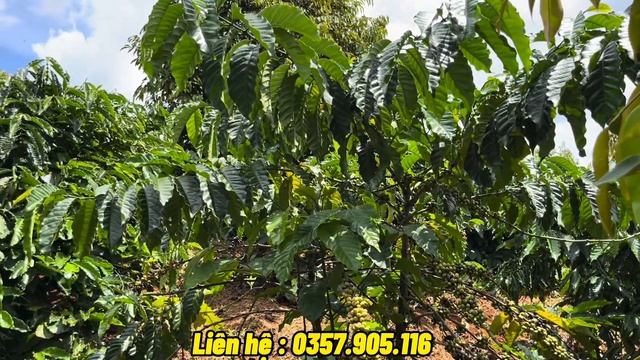 1 Mảnh Vườn 3 Ngồn Thu khủng 90 cây Riêng Thu Chính 1500 Gốc Caffe Năm 6-7 tấn+ Thêm 800 Gốc Tiêu смотреть онлайн