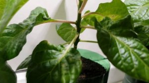 21 февраля. Удалять коронный цветок или нет? Перец Carolina reaper. Эксперимент. Часть 2.
