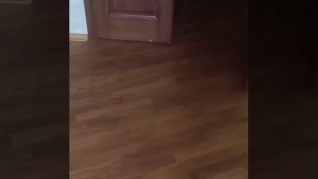 Покрытие Паркета Цветным Маслом смотреть онлайн