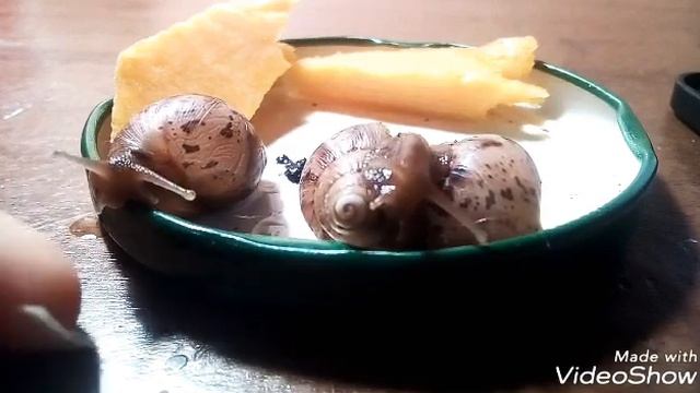 Интересные факты про улиток. смотреть онлайн