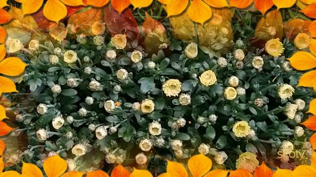 Вам осенние цветы! Музыкальная открытка для друзей смотреть онлайн