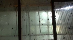 Приманка для мух черной львинки.