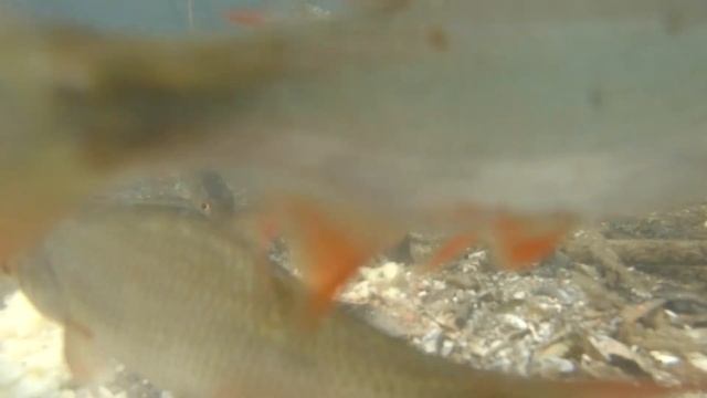 Подводная съёмка. РЫБАЛКА НА ФИДЕР. Реакция рыбы на прикормку. Ловля на фидер. смотреть онлайн