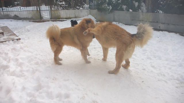 Схватка Тибетских мастифов ! смотреть онлайн