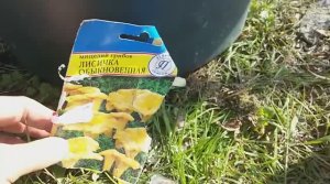 Сажаем лесные грибы ЛИСИЧКИ