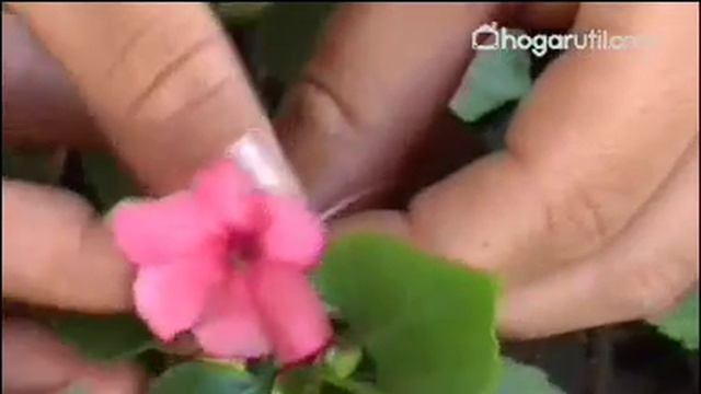Alegría de la casa o Impatiens walleriana - @Jardinatis смотреть онлайн