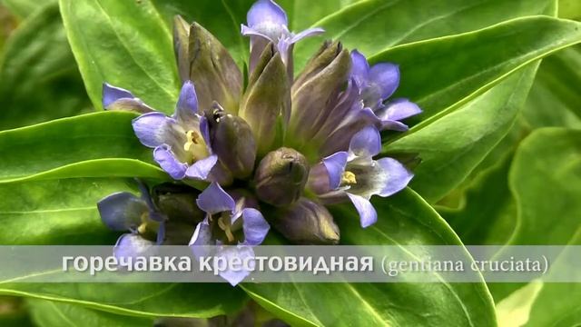 горечавка крестовидная смотреть онлайн