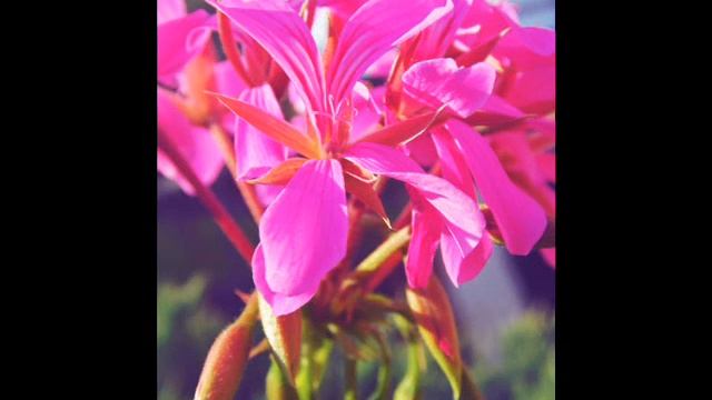 Samsung WB100 смотреть онлайн