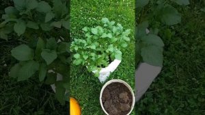 Выращиваем картофель в мешке - от посадки до урожая