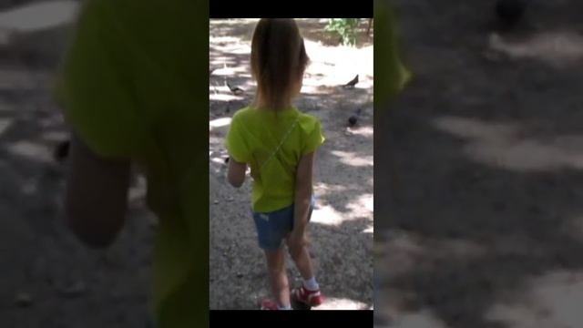 Как отличить голубя мальчика от девочки смотреть онлайн