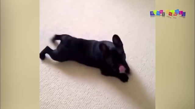 НУ ОЧЕНЬ СМЕШНЫЕ ЖИВОТНЫЕ. Приколы с животными. смотреть онлайн