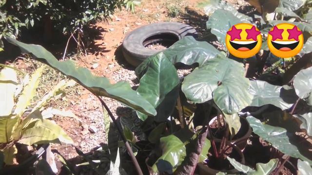 Paano Palakihin at Paramihin ang Dahon ng Alocasia Plumbea "Metallica" (Ep-1) смотреть онлайн