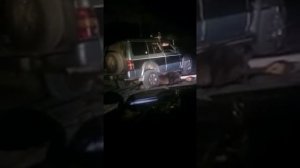 Медведь напал на машину и нападает на людей