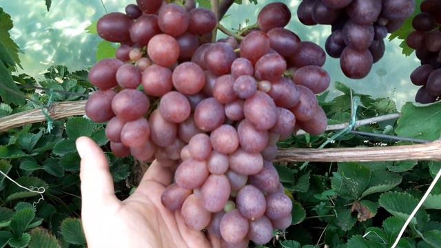 Виноград 🍇 Пам'яті Учителя в теплиці на 19.07.2021 смотреть онлайн