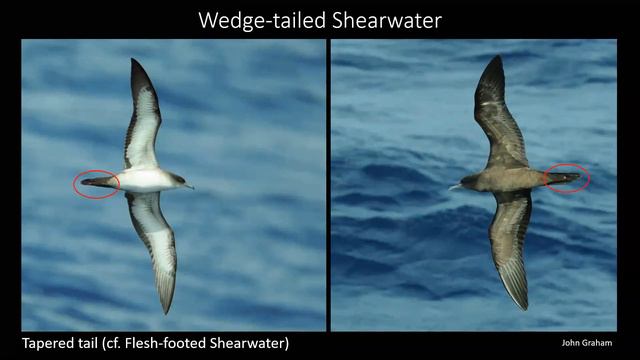 Better Birding Webinar - Pelagic Birds And Birding [Part 3]