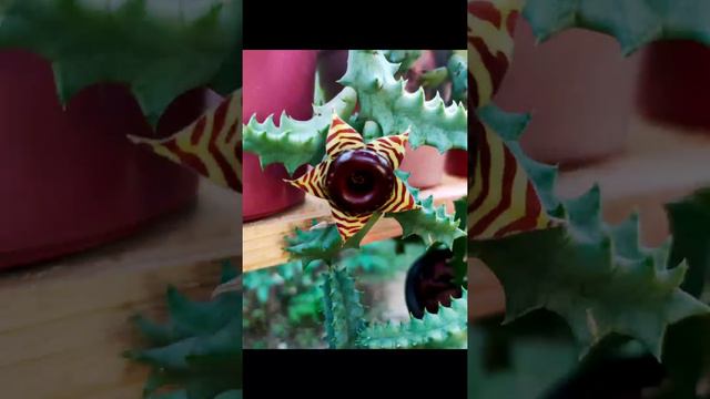 Huernia Zebrina and Huernia Zebrina Variegata🌺🌺🌺 смотреть онлайн