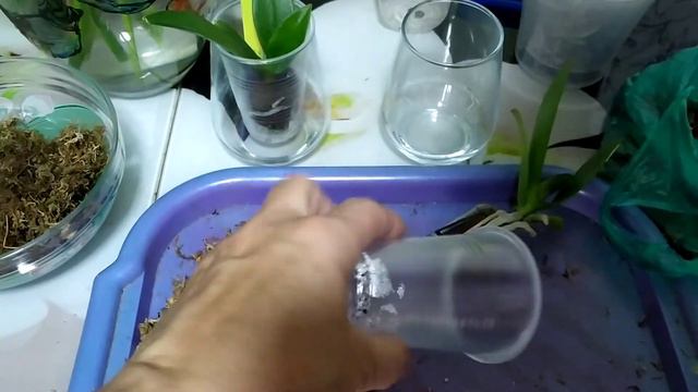 Пересадка малышек и домашнее цветение дендрофаленопсиса смотреть онлайн