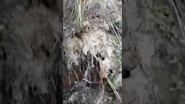 Мареный дуб смотреть онлайн