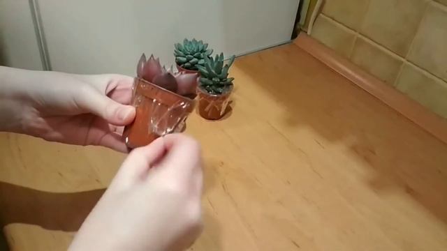 Unboxing Sukulentów смотреть онлайн