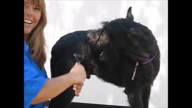 Raking And Stripping The Coat A