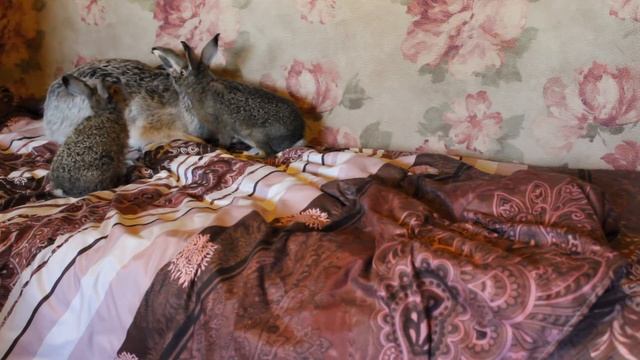 Отношения зайчат и взрослых зайцев смотреть онлайн