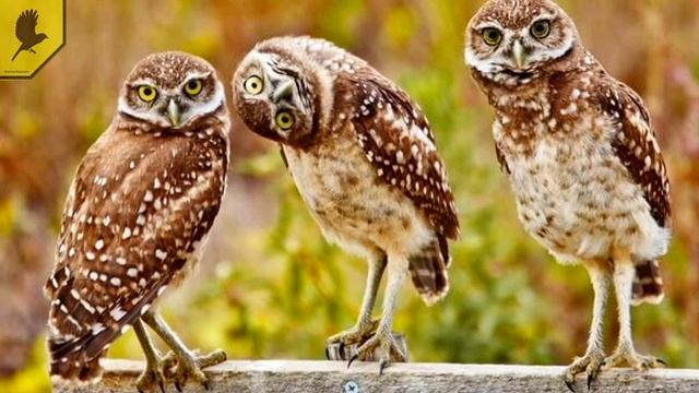 Самая необычная сова в мире - Кроличий сыч, который живёт в норах под землёй смотреть онлайн