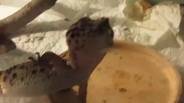 Smiling Leopard Gecko in terrarium | Улыбка эублефара (Eublepharis macularius) смотреть онлайн