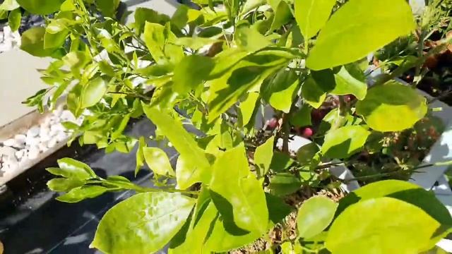 Common Mistake Pruning Calamansi Grow Your Own Kalamansi Lime Lemon Citrus Plant Tips смотреть онлайн