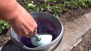 Супер подкормка для клубники.