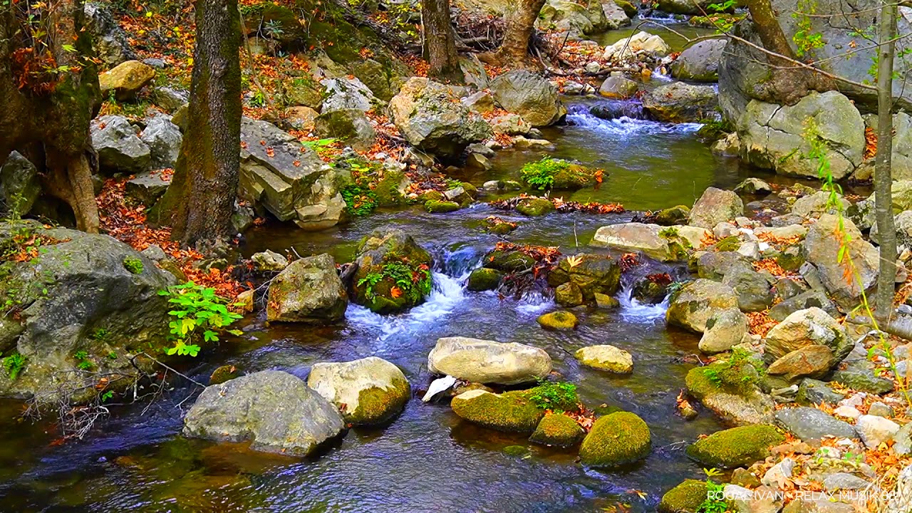 Медитация Со Звуками Природы ✦ Пение Птиц В Осеннем Лесу ✦ Релакс. смотреть онлайн