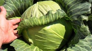 Характеристики и описание капусты сорта Слава