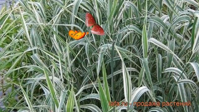 Бухарник мягкий Альбавариегатус ? обзор: как сажать, саженцы бухарника Альбавариегатус смотреть онлайн