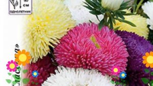 Астра китайская Большая хризантема смесь. Краткий обзор, описание характеристик, где купить семена