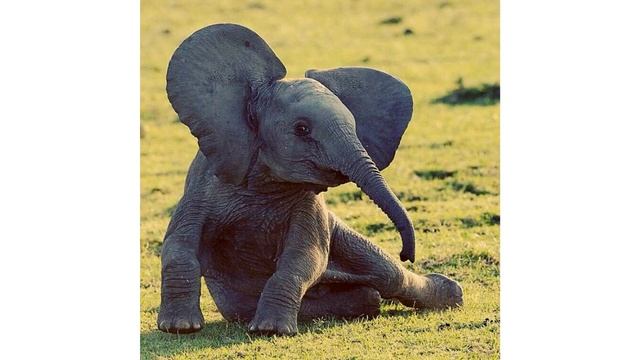 30 ноября - Всемирный день слонов смотреть онлайн