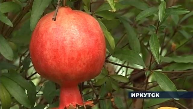 Ко Дню знаний растут цены на цветы смотреть онлайн