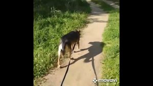 Пугливые собаки в приюте - стоит ли брать?