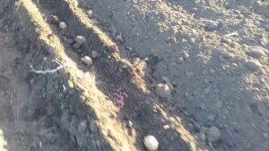 Мой опыт посадки картофеля в гребни