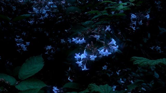 jasmines at night (bass vi, lofi dreamy riff) смотреть онлайн