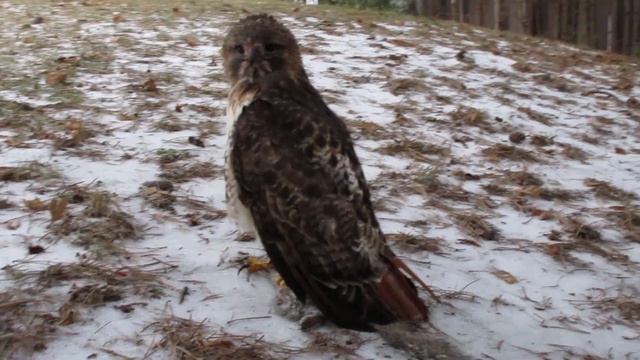 Red-Tailed Hawk and Squirrel **Graphic** смотреть онлайн