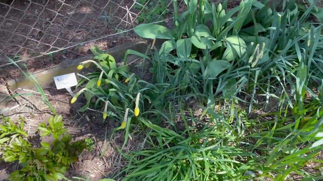 Narcissus in bloom (tour 2021) смотреть онлайн